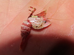 Spirontocaris prionota