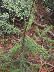Abies religiosa