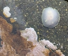 Acanthodoris hudsoni