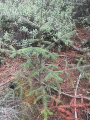 Abies religiosa