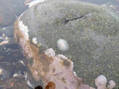 Acanthodoris hudsoni