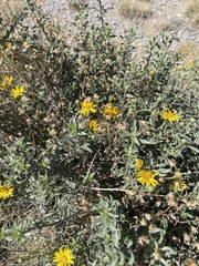 Heterotheca zionensis