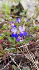 Collinsia grandiflora