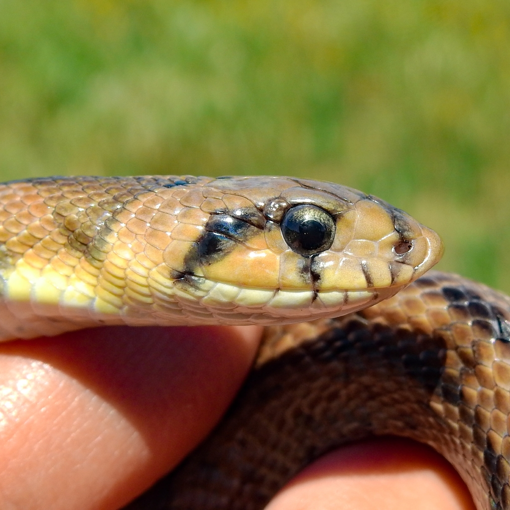 Ladder Snake from 2645 Alcabideche, Portugal on May 5, 2021 at 1234 PM