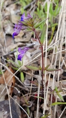 Collinsia grandiflora