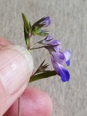 Collinsia grandiflora