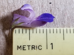 Collinsia grandiflora