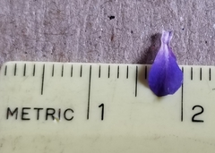 Collinsia grandiflora