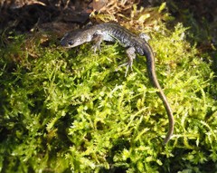 Ambystoma macrodactylum macrodactylum