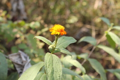 Lasianthaea macrocephala