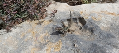 Podarcis filfolensis maltensis