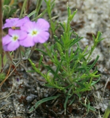 Malcolmia