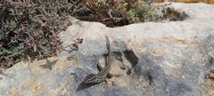 Podarcis filfolensis maltensis