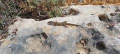 Podarcis filfolensis maltensis