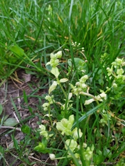 Peronospora alsinearum