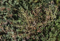 Planodes virginicum