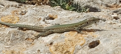 Podarcis filfolensis maltensis