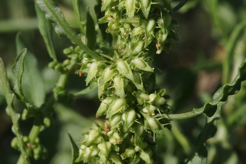 Rumex dentatus iNat (1)