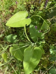 Aristolochia californica