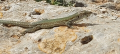 Podarcis filfolensis maltensis