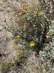 Heterotheca zionensis