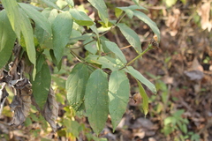 Lasianthaea macrocephala