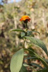 Lasianthaea macrocephala