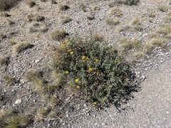 Heterotheca zionensis