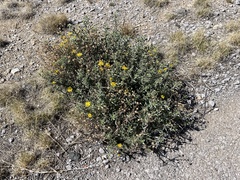 Heterotheca zionensis