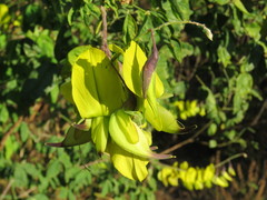 Crotalaria agatiflora