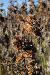 Xanthium strumarium image