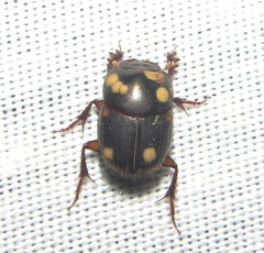 Onthophagini