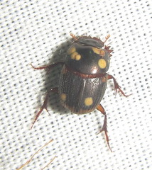 Onthophagini