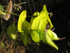 Crotalaria agatiflora