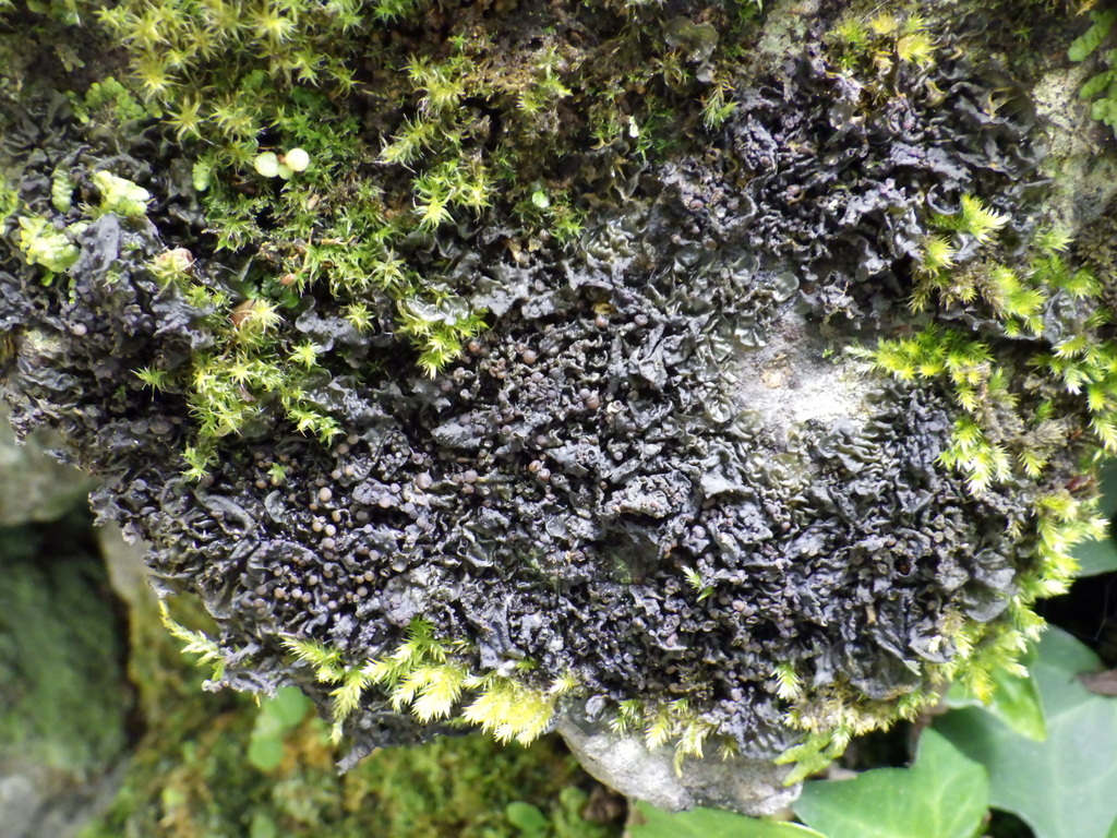 Collema ryssoleum