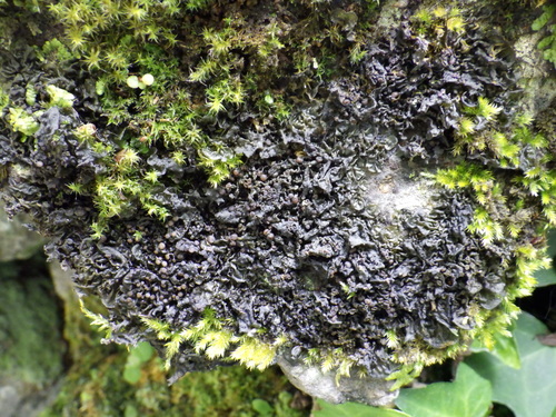 Representative image of Collema ryssoleum