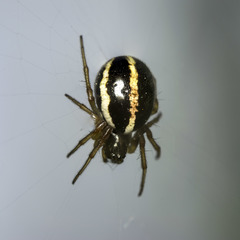 Hypsosinga sanguinea