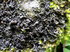 Collema ryssoleum