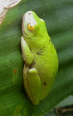 Hyperolius tuberilinguis