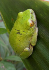 Hyperolius tuberilinguis