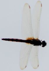 Tauriphila australis