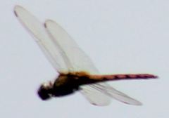 Tauriphila australis