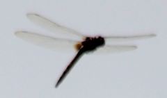 Tauriphila australis