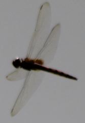 Tauriphila australis