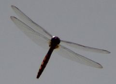 Tauriphila australis