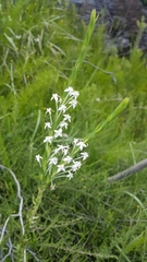 Struthiola myrsinites