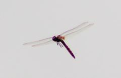 Tauriphila australis