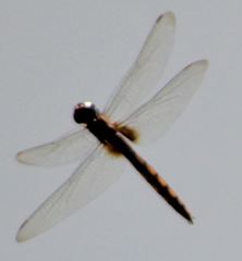 Tauriphila australis