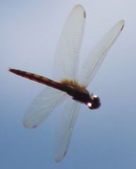 Tauriphila australis