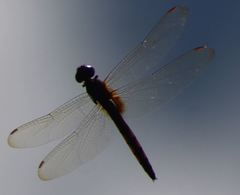 Tauriphila australis